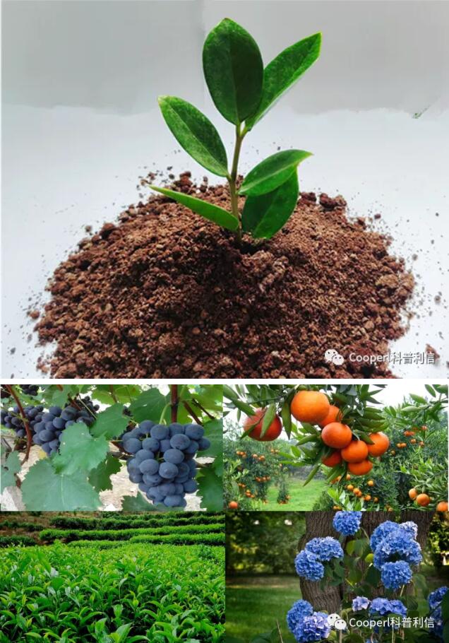 1277�Ǽʵ���(�й���)�ٷ���Ϸ��ַ