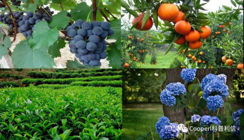 1277�Ǽʵ���(�й���)�ٷ���Ϸ��ַ