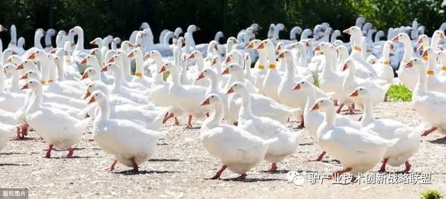 1277�Ǽʵ���(�й���)�ٷ���Ϸ��ַ