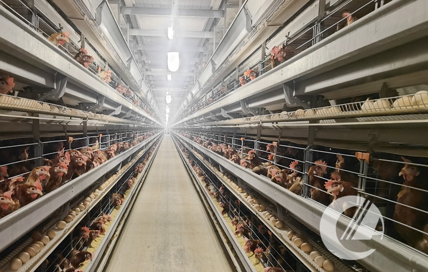 1277�Ǽʵ���(�й���)�ٷ���Ϸ��ַ